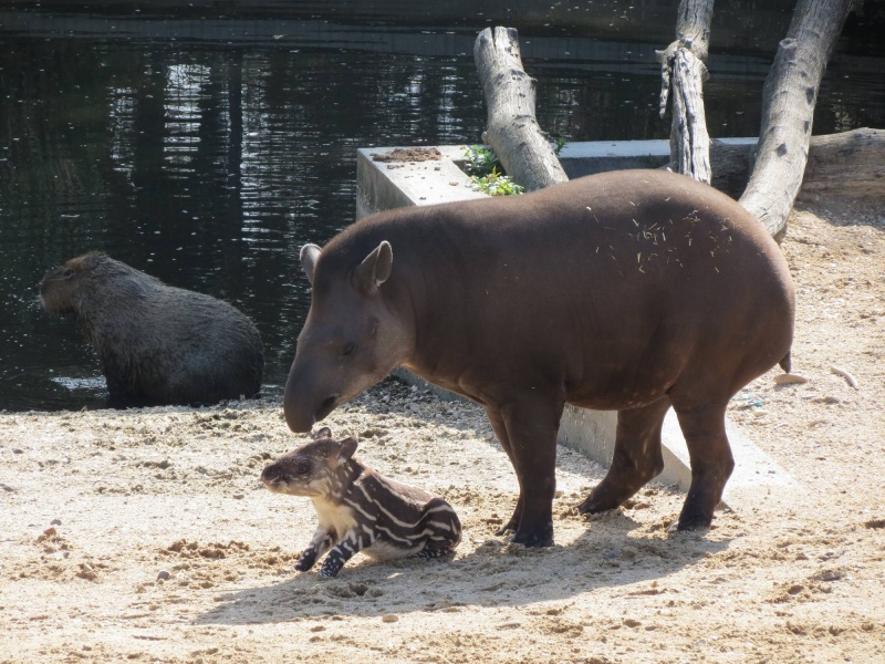 cría de tapir amazónico - Zoo Aquarium de Madrid