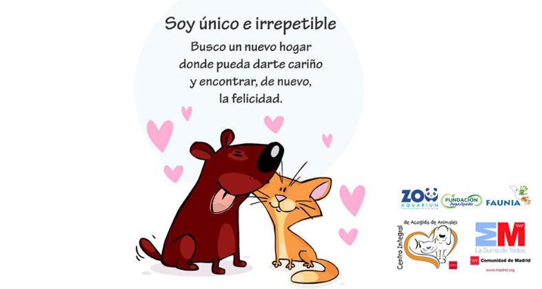 Esta Navidad, adopta mascotas de forma responsable