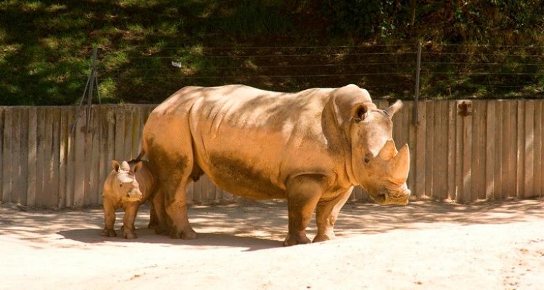 El Instituto Alemán Leibniz da un gran paso en la reproducción del rinoceronte blanco del norte para evitar su extinción