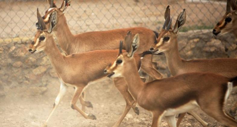 El CSIC traslada a Túnez 43 gacelas de Cuvier, una especie amenazada