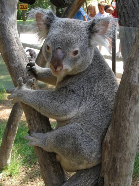 La alimentación del koala Bengero