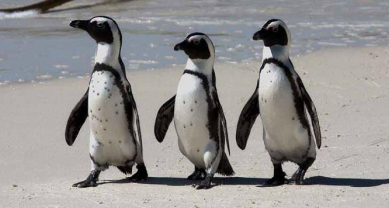 Celebra el Día Mundial del pingüino protegiendo a esta bella especie