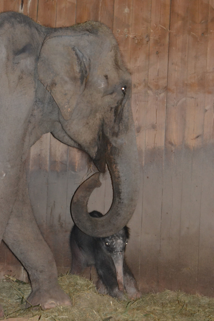 Damos la bienvenida a nuestra primera cría de elefante asiático en el Zoo Aquarium de Madrid