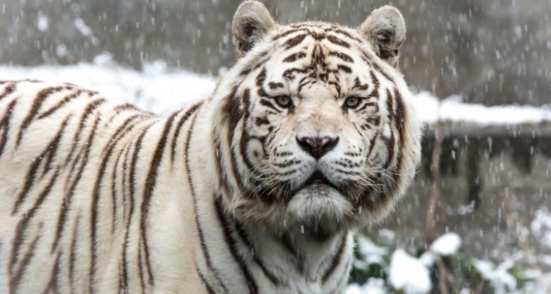 Daniel Roldán, cuidador del Zoo de Madrid, inmortaliza las estampas más bellas del paso de Filomena