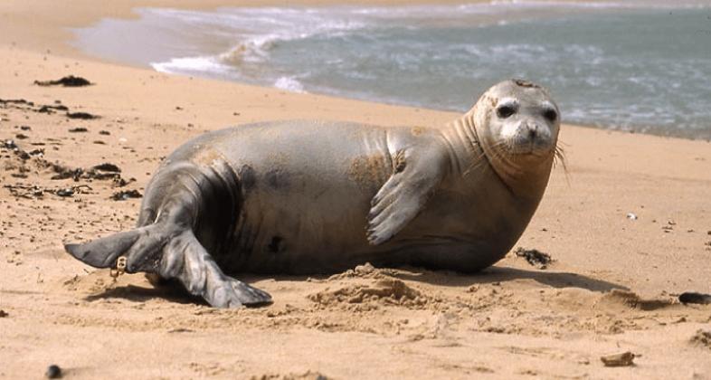 La foca monje se recupera en Mauritania gracias al proyecto de CBD-Hábitat