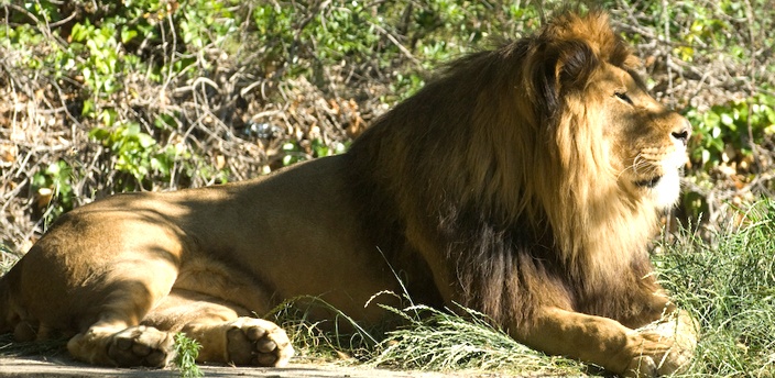El león, el felino más familiar
