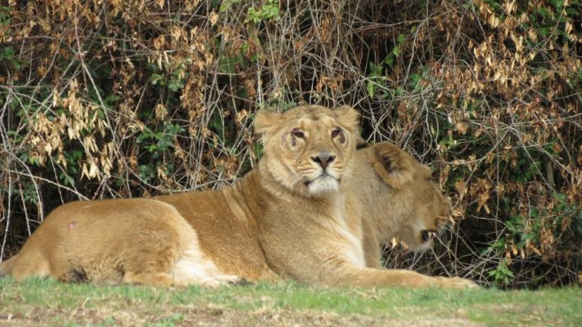 Leonas asiáticas de Zoo Aquarium Madrid