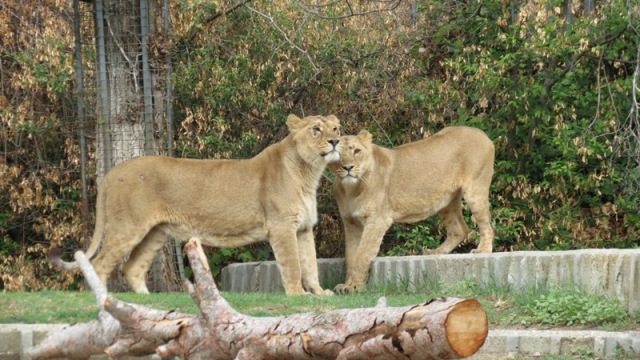 Leonas asiáticas de Zoo Aquarium Madrid