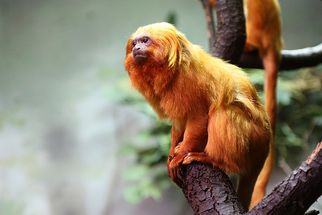 El mono tití, el primate más diminuto del planeta
