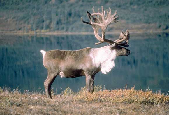 Del reno al dromedario: descubre los animales navideños más famosos