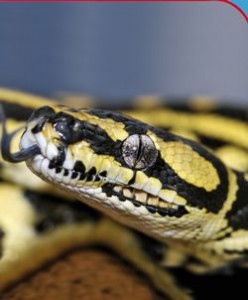 Cursos Monográficos | Manejo, mantenimiento y conservación de reptiles