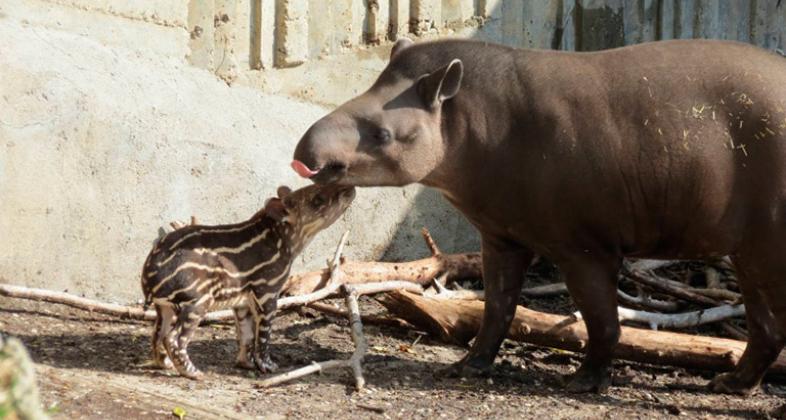 Damos la bienvenida a una cría de tapir amazónico al Planeta Zoo