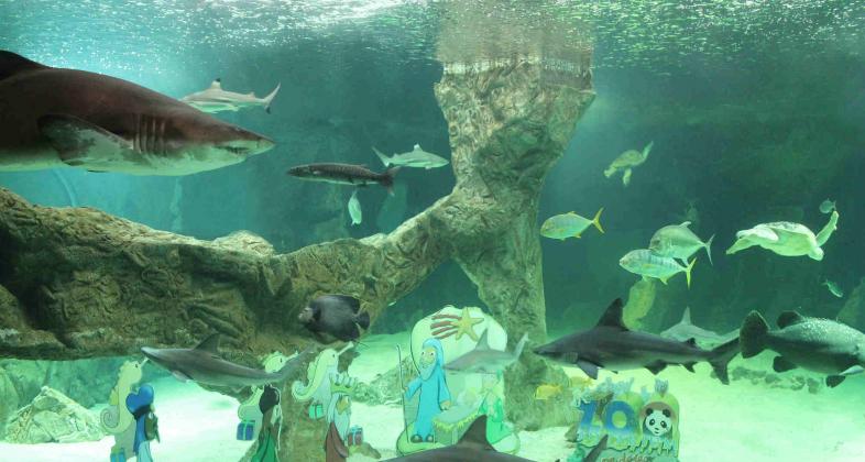 Dos nuevos ejemplares de tiburón gris se incorporan al Aquarium del Zoo de Madrid