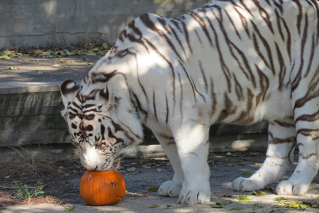 Tigre de Bengala en Zoo. Halloween 2018 en Zoo Aquarium de Madrid.