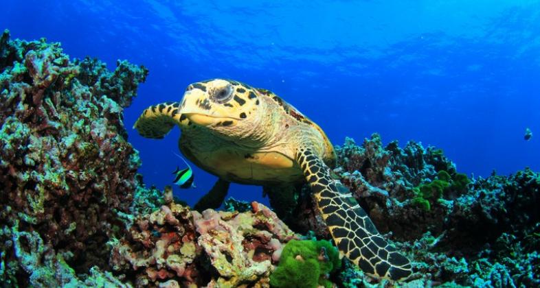 Día de la Tortuga marina, una nueva cita para concienciar sobre el cuidado de los océanos