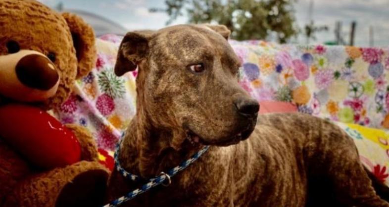 El próximo sábado 8 de mayo, la pradera del acuario acoge una jornada de concienciación contra el abandono de mascotas y la presencia de perros que buscan un hogar