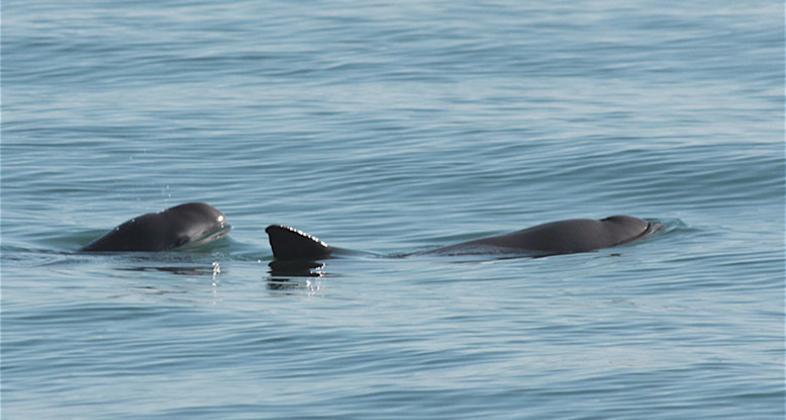 Día mundial de la vaquita marina, una cita para evitar la desaparición de esta especie