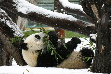 Navidad en Zoo Aquarium de Madrid. 