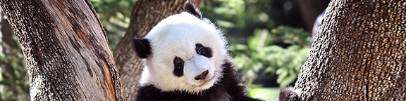 Primer control veterinario de la cría de panda gigante de Zoo Aquarium de Madrid