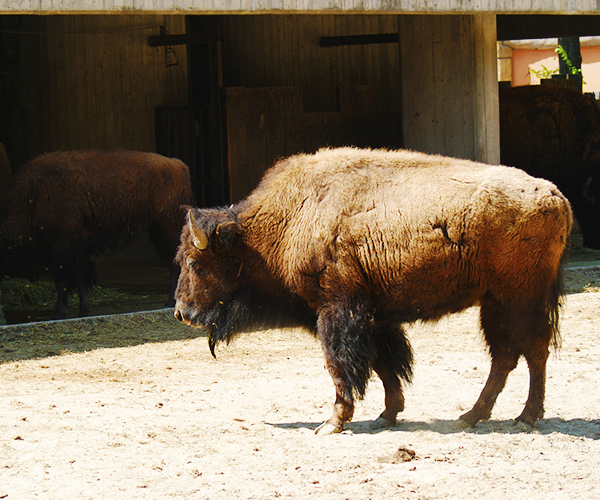 madrid zoo spain