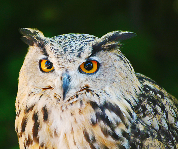 Eagle Owl