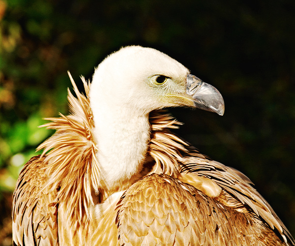 Griffon vulture