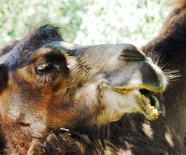 Camello-Bactriano