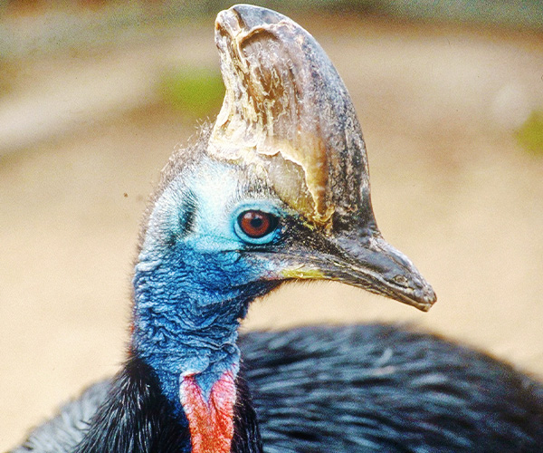 Cassowary