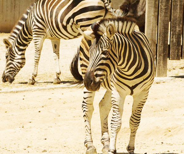 Burchell’s Zebra