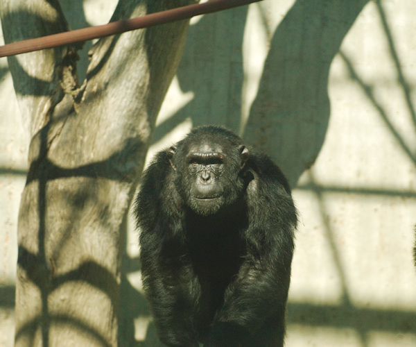 Chimpanzee