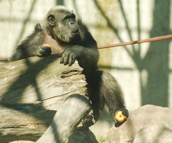 El chimpancé Lucky se somete a su primera intervención dental en Zoo Aquarium de Madrid