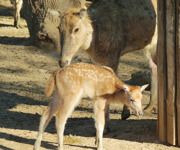 Ciervo del padre David | Zoo Aquarium Madrid