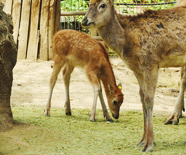 Ciervo del padre David | Zoo Aquarium Madrid