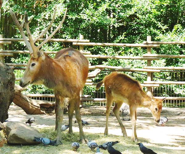 Ciervo del padre David | Zoo Aquarium Madrid