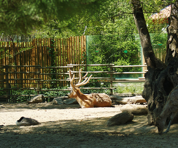 Ciervo del padre David | Zoo Aquarium Madrid