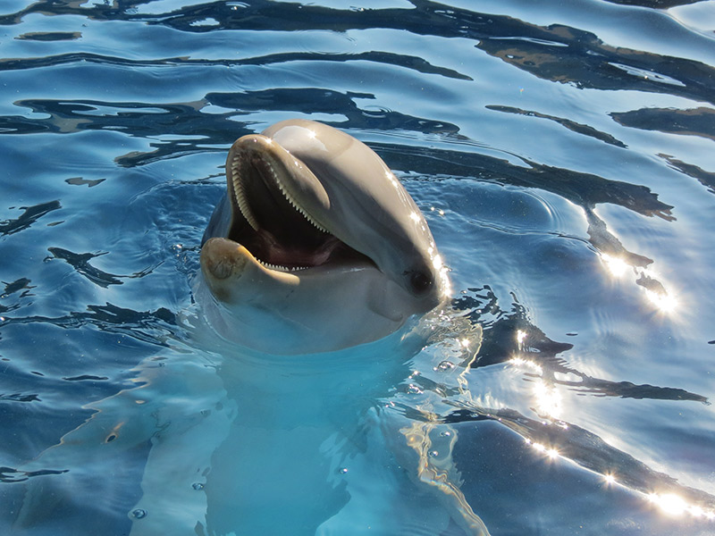 Delfin-mular