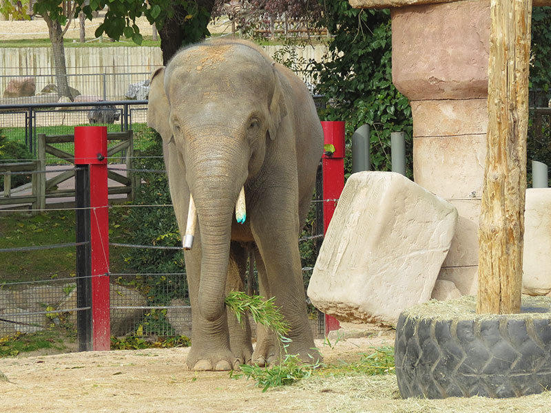 El bebé de elefante asiático de Zoo Aquarium de Madrid recibe su primer juguete