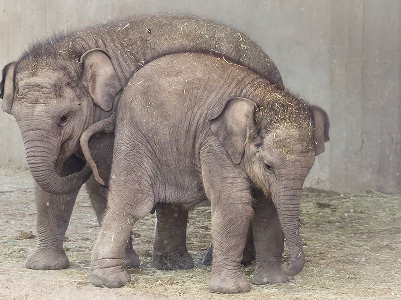 Convocatoria a medios: Presentación oficial del primer bebé elefante del Zoo Aquarium de Madrid