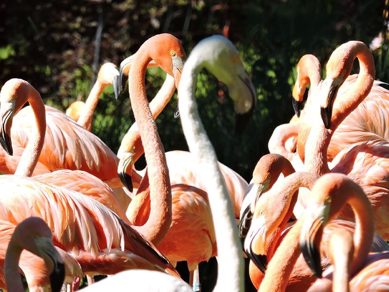 Flamenco caribeño