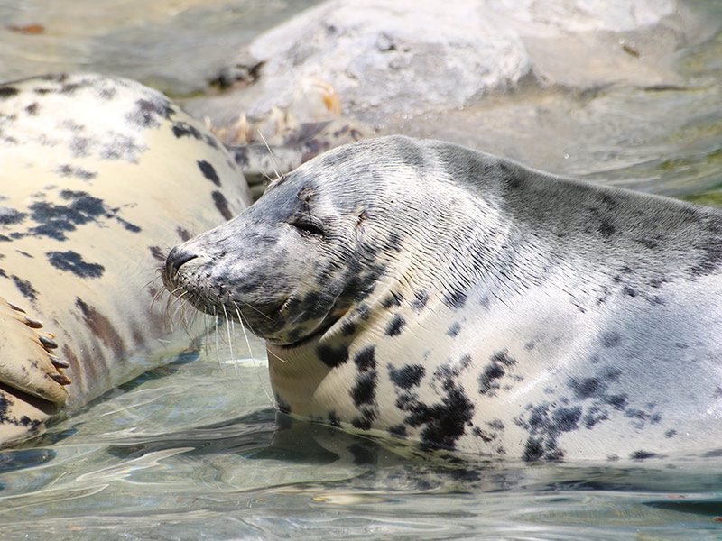 Foca gris