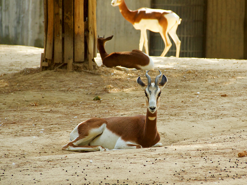 Un verano para aprender de los grandes mamíferos en Zoo Aquarium de Madrid