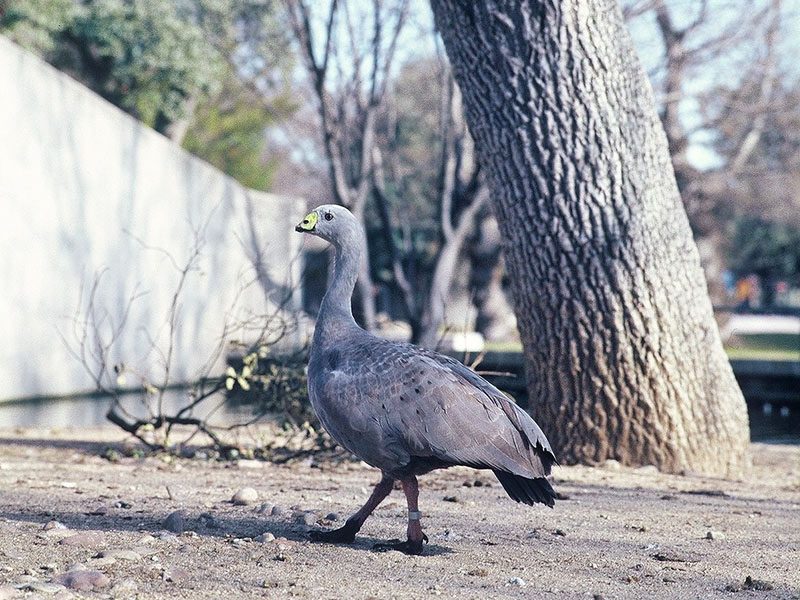 Cape Barren Goose