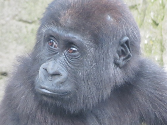 Western Lowland Gorilla