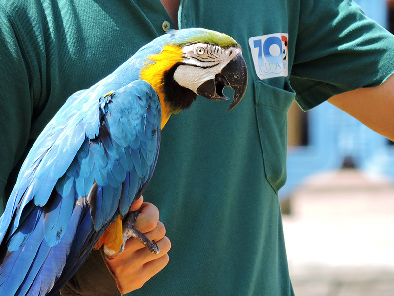 parrots at the madrid zoo