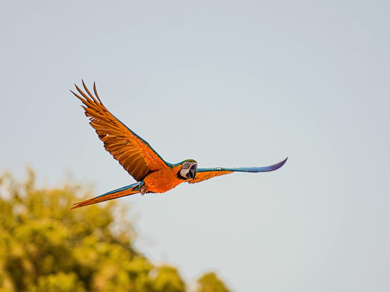 Guacamayo azul de pecho amaril