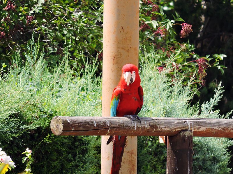 Guacamayo rojo de alas verdes