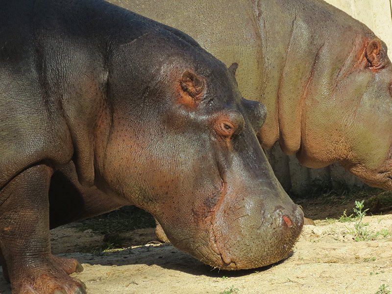 Hippopotamus