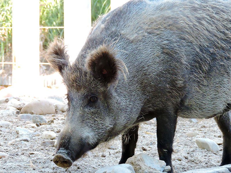 Wild boar