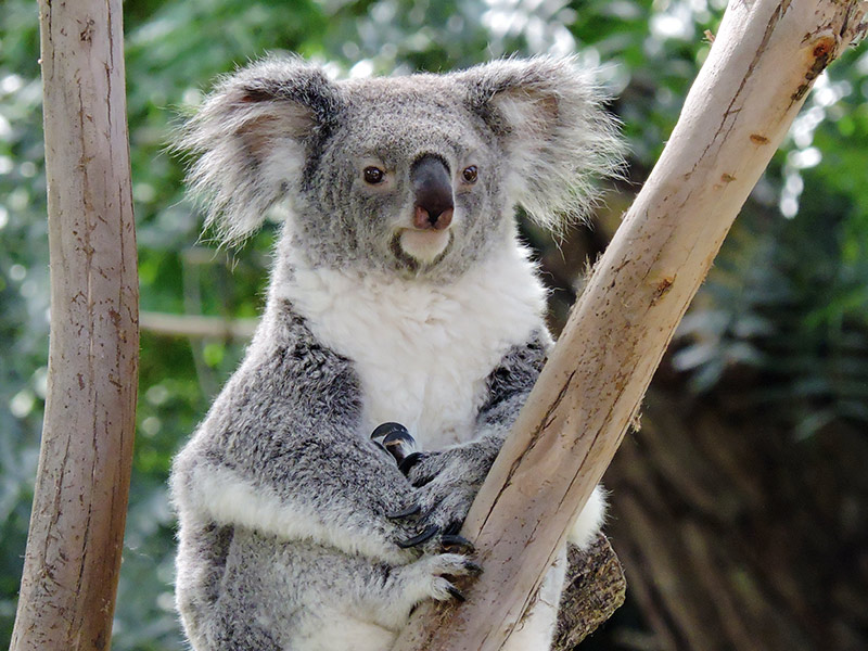 Koala - Zoo de Madrid