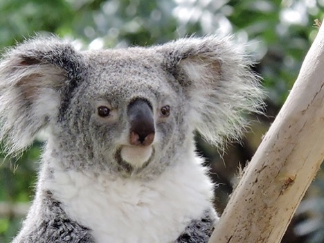 Koala - Madrid Zoo